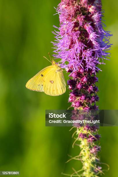 Orange Sulphur Pressonoglesby Prairie Ar Stock Photo - Download Image Now - Arkansas, Beauty, Butterfly - Insect