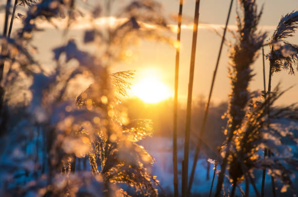 istock Reed plants at shore of a lake during sunset 1257815641