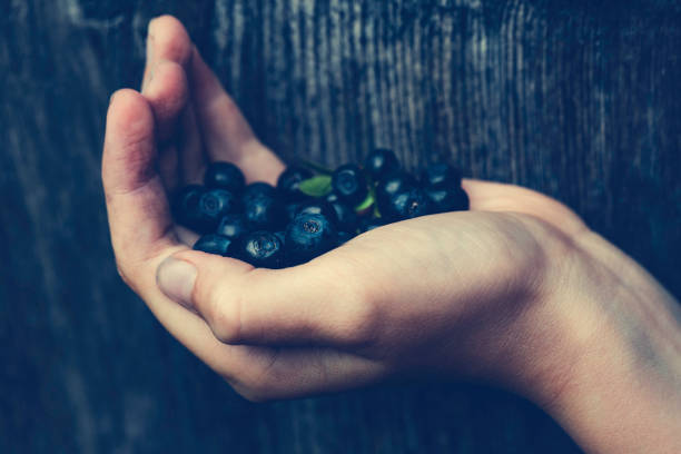 Woman hand collecting blueberries in a forest of Norway