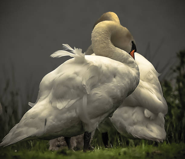 2 Swans stock photo