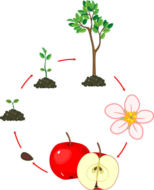 リンゴの木のライフサイクル。白い背景に分離された植物の成長段階 - flower tree white apple tree点のイラスト素材／クリップアート素材／マンガ素材／アイコン素材