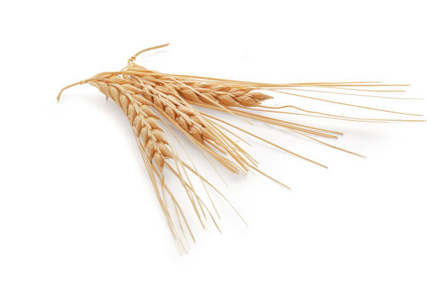 istock Spikelets of barley on the white background 1257818757