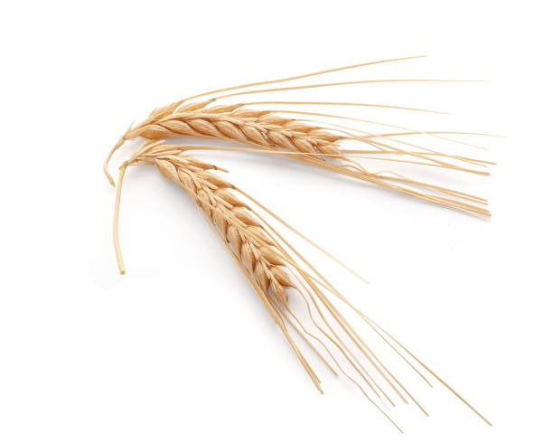 istock Spikelets of barley on the white background 1257818759