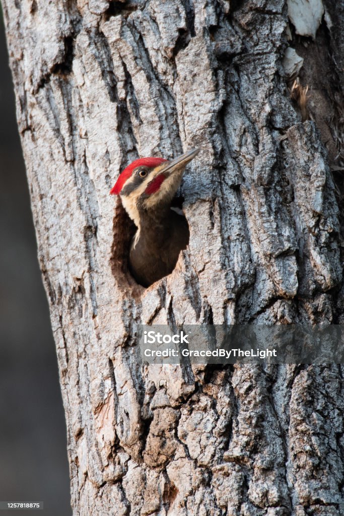 Pileated Woodpecker, Lee Creek Park, Van Buren, AR This Pileated Woodpecker was photographed sticking its head out of its nest cavity. Animal Nest Stock Photo