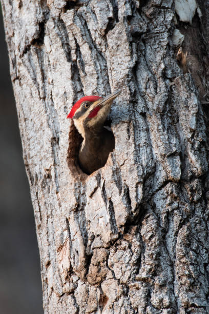 Pileated Woodpecker, Lee Creek Park, Van Buren, AR stock photo