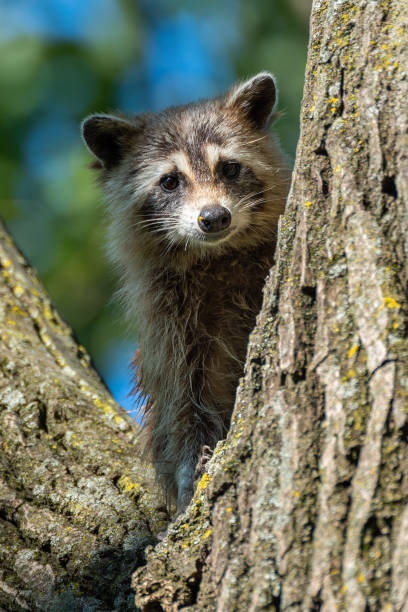 istock Raccoon, Sequoyah NWR, OK 1257819647