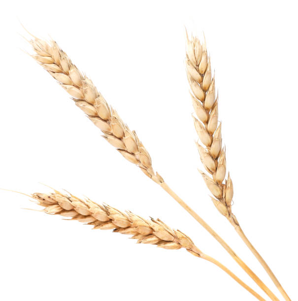 istock Wheat ears on a white background. Isolated 1257819791