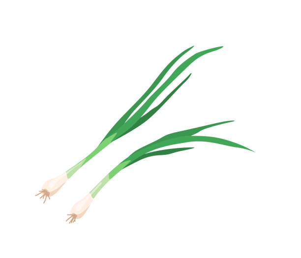 Green onion with leaves in bright color cartoon flat style isolated on white background. Healthy food vector illustration. Organic meal concept Green onion with leaves in bright color cartoon flat style isolated on white background. Healthy food vector illustration. Organic meal concept. scallion stock illustrations