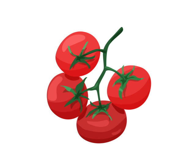istock Branch of red tomatoes in bright color cartoon flat style isolated on white background. Healthy food vector illustration. Organic meal concept 1257820104
