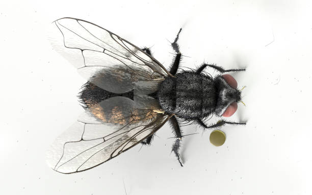 gemeinsame hausfliege aus nächster nähe cgis - fly housefly ugliness unhygienic stock-fotos und bilder