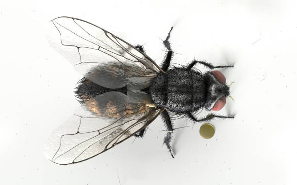common house fly close up cgis - fly housefly ugliness unhygienic imagens e fotografias de stock