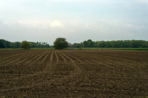 istock Agricultural field in Auvers Sur Oise. 1257821003