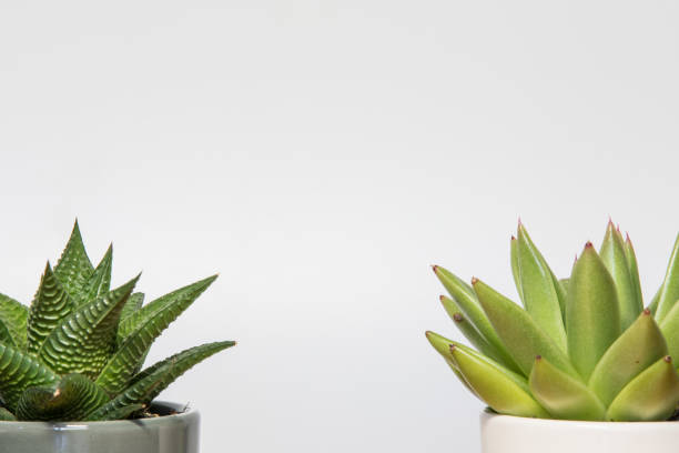 istock Succulent plants on a white background with copy space. Spa day decoration 1257821155