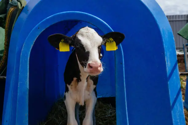 Young calf in blue calf-house at nursery.