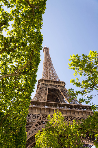 The Eiffel Tower with green tree branches framing the tower.