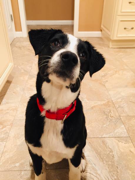 istock Puppy Wants A Treat 1257823085