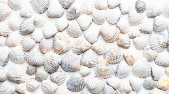 Seashell, background, natural pattern.