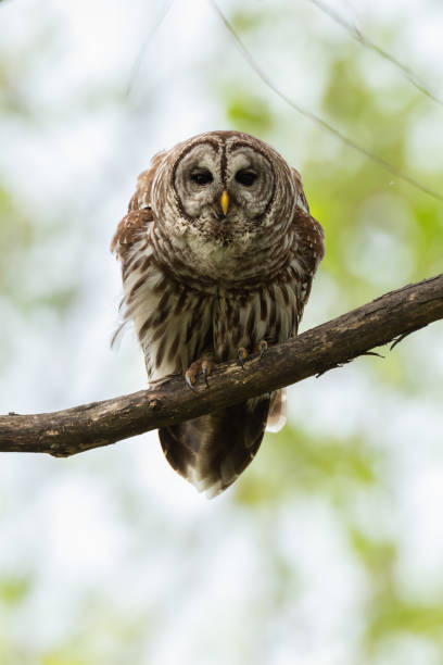 Barred Owl, Sequoyah NWR, Oklahoma