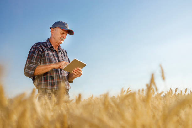 istock Serious farmer standing in the field and using digital tablet 1257824363