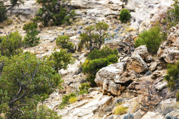 istock Trail hike Features Individual Focal Points in Wilderness Area in Arid climate 1257824460