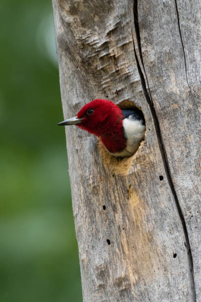 istock Red-Headed Woodpecker, Lee Creek Park, Van Buren, AR 1257824484