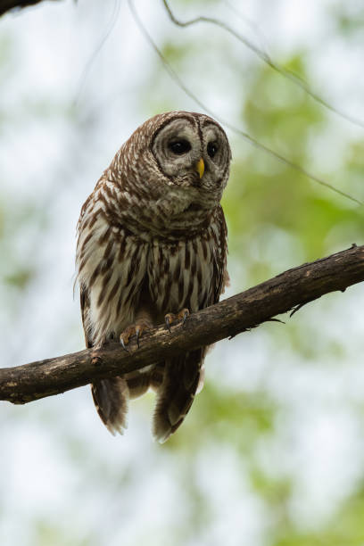 istock Barred Owl, Sequoyah NWR, Oklahoma 1257824525