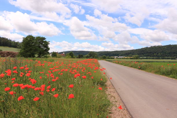 istock Flowering poppies along a dirt road 1257824591