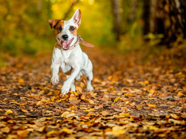 istock Running dog at autumn 1257824609