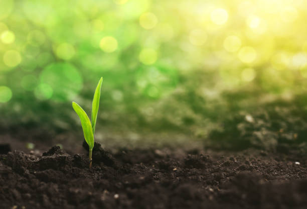 istock Corn seedlings are growing from fertile ground at sunlight bokeh. 1257827378