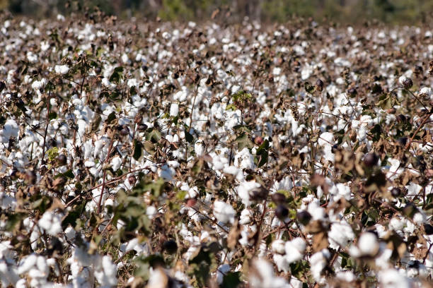 istock Ripe Cotton Boll field 1257827762
