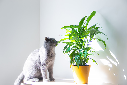 a cat sniffs a home flower . cat and flower. article about dangerous flowers for animals. Spathiphyllum.