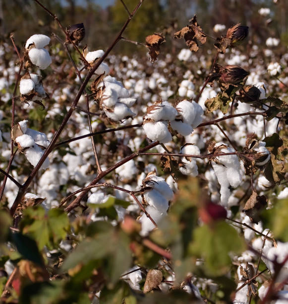 istock ripe cotton boll plant 1257828588
