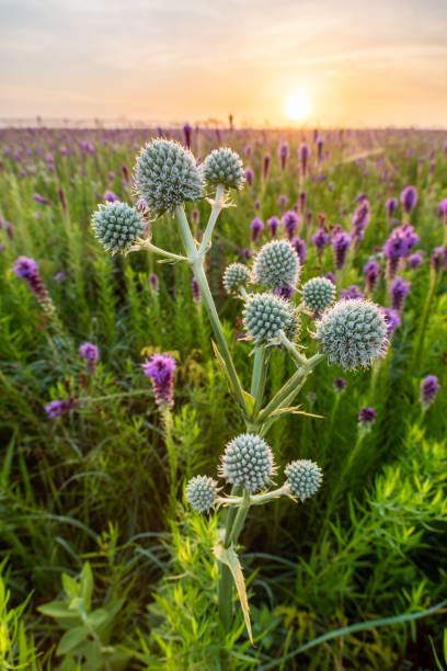 Rattlesnake Master in a Field of Gayfeather at Dawn, Presson-Oglesby Prairie, AR stock photo