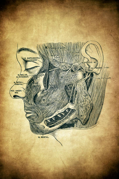 ภาพประกอบสต็อกที่เกี่ยวกับ “สาขาที่สาม (ramus inframaxillaris) ของเส้นประสาท trigeminal - เส้นประสาทไทรเจมินัล ภาพถ่าย”