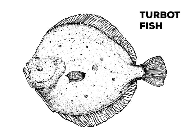 Turbot fish sketch. Hand drawn vector illustration. Seafood design element for packaging. Engraved style illustration. Can used for packaging design. Flounder fish label. Turbot fish sketch. Hand drawn vector illustration. Seafood design element for packaging. Engraved style illustration. Can used for packaging design. Flounder fish label. turbot stock illustrations