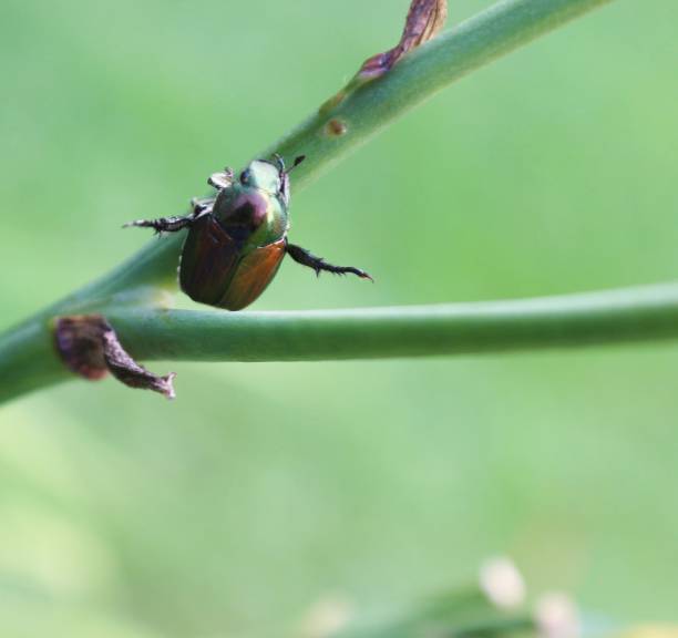 istock Japanese beetle on plant 1257830997