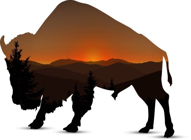 Silhouette of buffalo Silhouette of buffalo with panorama of mountain and coniferous trees. Brown shades. Sunset. bull pine stock illustrations