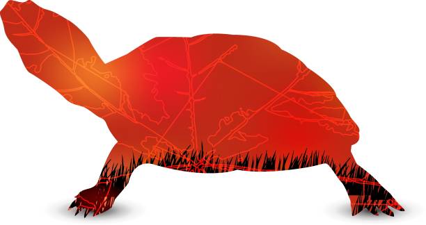Silhouette of turtle Silhouette of turtle with elements of leaf and grass. Red and black tones. wood turtle stock illustrations