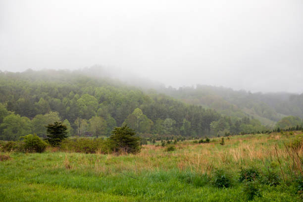 View of old Christmas tree farm on a misty day. Now part of Elk Knob State Park.