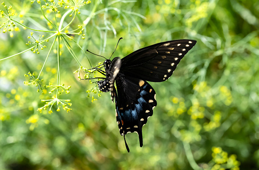 Primer plano de una mariposa hembra negra cola de golondrina aferrándose a las flores de eneldo photo
