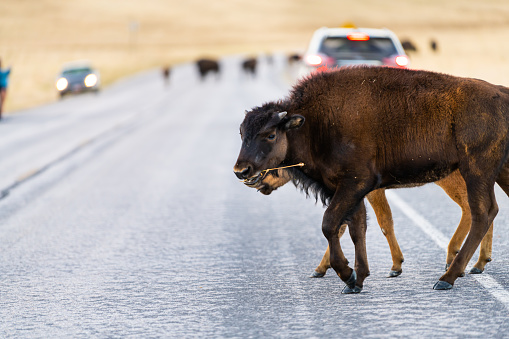 Bison calves herd crossing road on Antelope Island State Park near Great Salt Lake City in Utah, USA with animal chewing grass stick in mouth