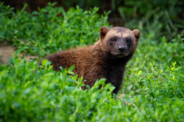 wolverine siberiano gulo gulo sentado en la naturaleza - wolverine endangered species wildlife animal fotografías e imágenes de stock