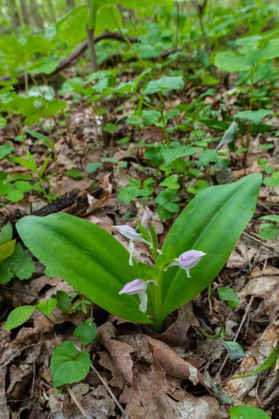 istock Showy Orchis, (Galearis Spectabilis), Mount Magazine, AR 1257834760