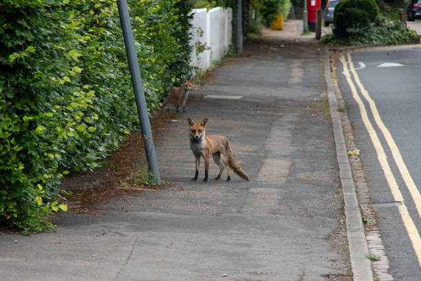istock A fox roaming the streets in England 1257835636