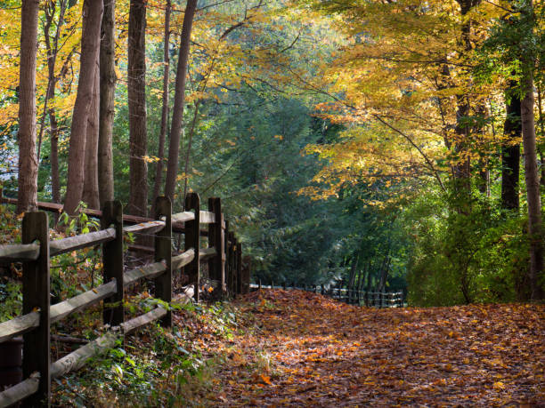Autumn leaves on trees and littering the ground on a fence-lined path in Wyomissing Park stock photo