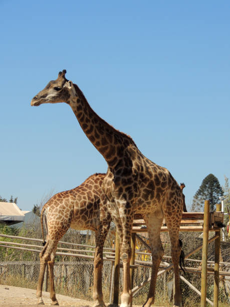 istock Giraffes in Nature 1257835987