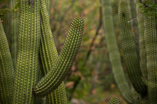 Cactus Suggestive cacti in Santiago, Baja California Sur, Mexico. phallus shaped stock pictures, royalty-free photos & images