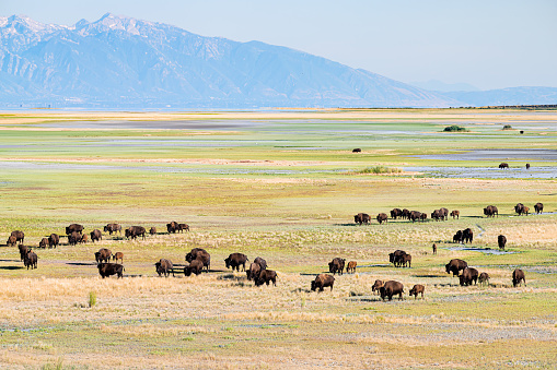 High angle view of many wild animals bison herd in valley in Antelope Island State Park in Utah in summer grazing on grass with sky and mountains
