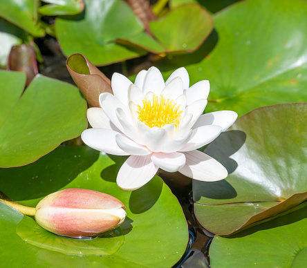 Beautiful Water Lily with Bud and leaves in Nature. Nikon D850. Converted from RAW.