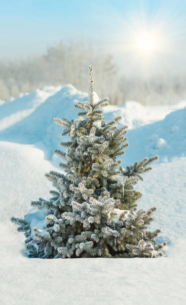istock frozen green spruce in winter in the snow 1257838121